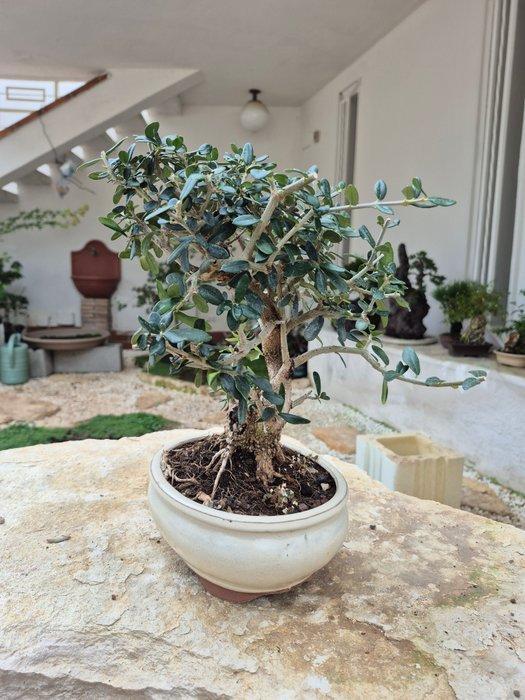Olive Bonsai – Geen minimumprijs - Hoogte (boom): 30 cm -, Antiek en Kunst, Curiosa en Brocante