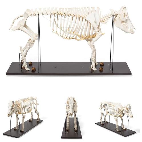 Anatomie model skelet varken, vrouwelijk, Sport en Fitness, Overige Sport en Fitness, Nieuw, Verzenden