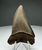 Witte haai - Fossiele tand - 5.7 cm - 3.8 cm (Zonder, Verzamelen, Mineralen en Fossielen