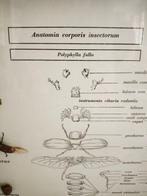 Meikever Anatomical Vintage High School Latin Diorama -, Nieuw