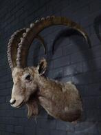 Siberian Ibex - adult male - Taxidermie schoudermontage -, Nieuw