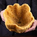 Extreem zeldzaam - Extra grote - Natuurlijke badstof spons