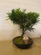 Boeddha-den bonsai (Podocarpus macrophyllus) - Hoogte