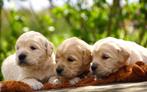 Golden Retriever pups uit goedgekeurde ouders/vader m stamb, Parvo, Meerdere, Golden retriever, 8 tot 15 weken