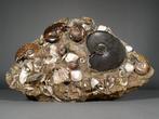 Prachtige Tanatocenose - Gefossiliseerd dier - Cleoniceras