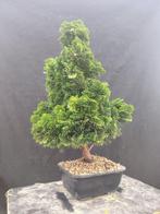 Hinoki cipres bonsai (Chamaecyparis obtusa) - Hoogte (boom):, Antiek en Kunst
