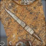 Natuurlijke Orthoceras-fossielen - Paleontologische schatten