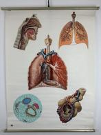 Vintage anatomische schoolkaart – “Die Atmungsorgane”