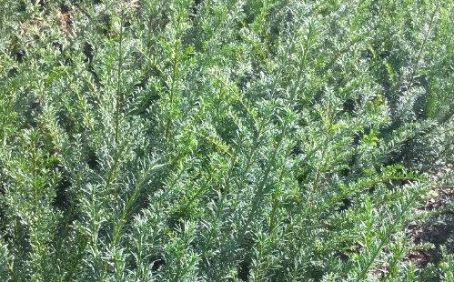 taxushaag taxus baccata, Tuin en Terras, Planten | Struiken en Hagen, Taxus, Haag, Minder dan 100 cm, Ophalen of Verzenden