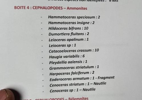Ammoniet - Gefossiliseerd dier - A full part collection as, Verzamelen, Mineralen en Fossielen