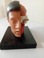 Anatomisch model - Silicone hout - 1970-1980 - Anatomisch, Antiek en Kunst