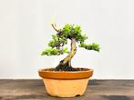 Jeneverbes bonsai (Juniperus) - Hoogte (boom): 18 cm -, Antiek en Kunst