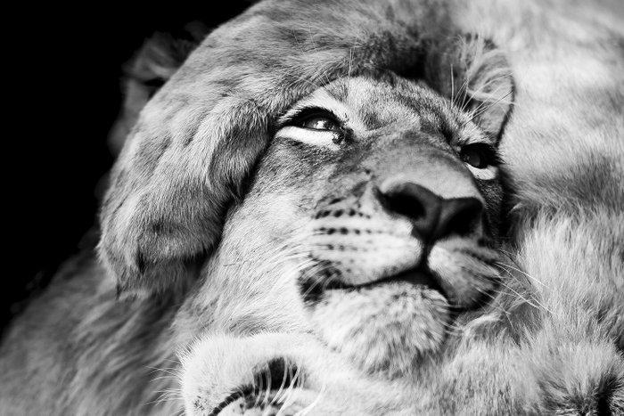 Marco Simoni - “45 days” - XL, Antiek en Kunst, Kunst | Designobjecten