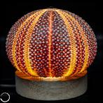 Decoratief Kleidocidaris peroni. Seeigel-Lampe- 103.24 g