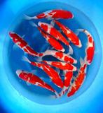 Hirasawa Marusei 28-35cm (Japanse Koi), Dieren en Toebehoren, Vissen | Vijvervissen, Karper of Koi