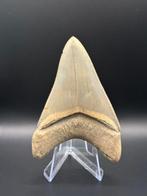 Megalodon - Fossiele tand - CARCHARIAS MEGALODON - 8.7 cm -, Verzamelen, Mineralen en Fossielen
