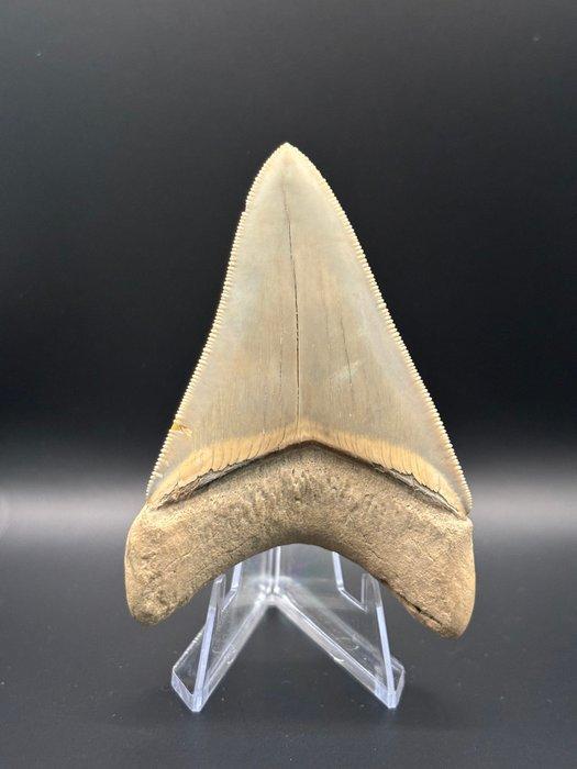Megalodon - Fossiele tand - CARCHARIAS MEGALODON - 8.7 cm -, Verzamelen, Mineralen en Fossielen
