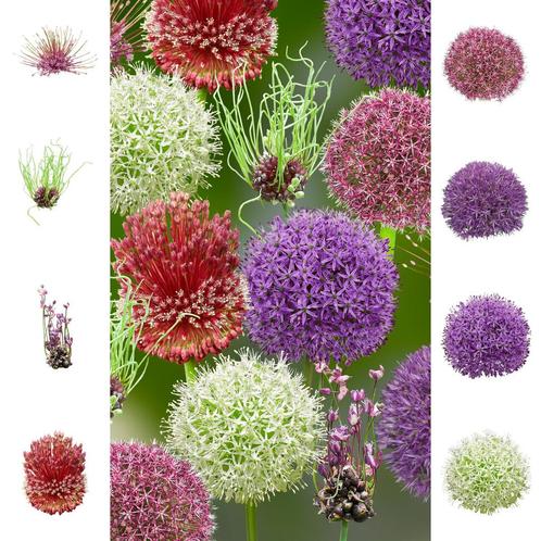 Bloembollens -44 x Alliums  Collection  Rainbow pakket -, Tuin en Terras, Bloembollen en Zaden, Bloembol, Voorjaar, Volle zon