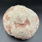 Dinosaurus - Fossiele matrix - Hadrosaurus or, Verzamelen
