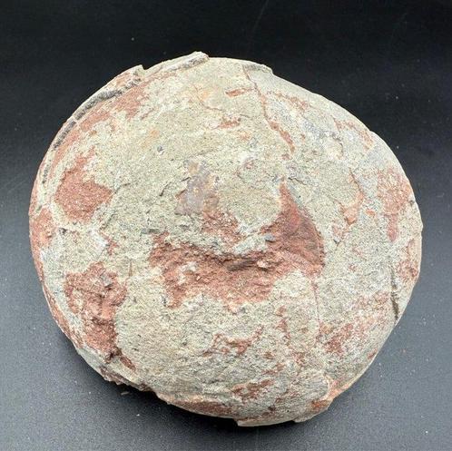 Dinosaurus - Fossiele matrix - Hadrosaurus or, Verzamelen, Mineralen en Fossielen