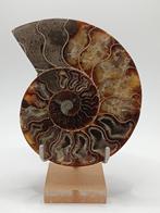 Ammoniet - Gefossiliseerd dier - Aioloceras (Cleoniceras)