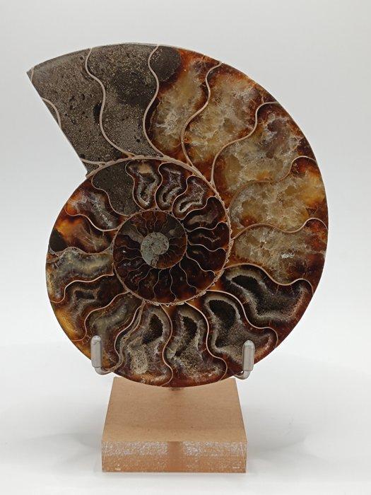 Ammoniet - Gefossiliseerd dier - Aioloceras (Cleoniceras), Antiek en Kunst, Curiosa en Brocante