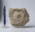 Grote echnidi met stekels - op plaat - Gefossiliseerd dier -