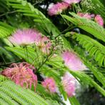 Perzische slaapboom - Albizia Julibrissin - Omtrek: 8-12 cm, Ophalen of Verzenden