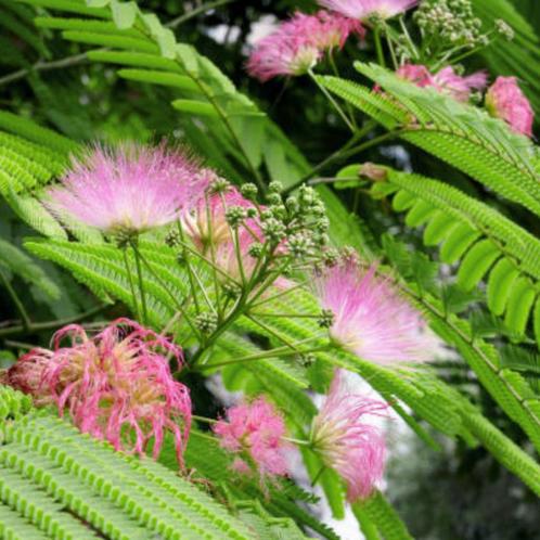 Perzische slaapboom - Albizia Julibrissin - Omtrek: 8-12 cm, Tuin en Terras, Planten | Bomen, Ophalen of Verzenden