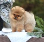 Pomeriaan | Pomeranian | Pup | FCI | Puppy | Stamboom | Reu