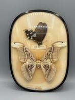 Vlinder Taxidermie wandmontage - Attacus Atlas Byasa