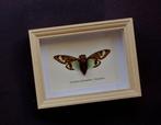 Cicade Taxidermie volledige montage - Toseana splendida -, Antiek en Kunst, Curiosa en Brocante