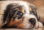 Moira Lazio - Cucciolo di cane razza Pastore Australiano, Antiek en Kunst