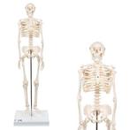 Anatomie model menselijk skelet, 80 cm, Verzenden, Nieuw