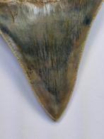 Megalodon - Fossiele tand - 9.6 cm