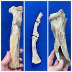 5 hoogwaardige grottenbeerbotten - Fossiel bot - Ursus