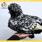 Kuifhoender Kriel - Jonge Hennen te Koop - Handtam, Dieren en Toebehoren, Meerdere dieren, Kip