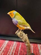 Zilverrugagami Taxidermie volledige montage - Chloebia, Nieuw