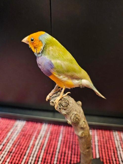 Zilverrugagami Taxidermie volledige montage - Chloebia, Verzamelen, Dierenverzamelingen