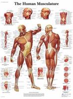 Anatomie poster spieren (Engels, gelamineerd, 50x67 cm) +..., Sport en Fitness, Overige Sport en Fitness, Verzenden, Nieuw