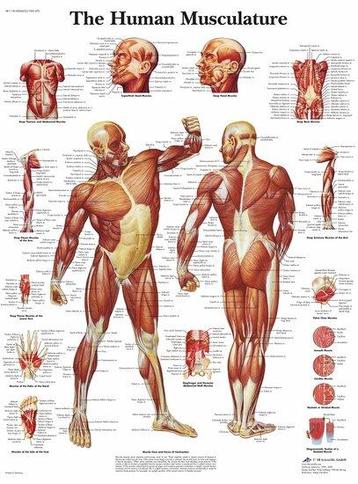 Anatomie poster spieren (Engels, gelamineerd, 50x67 cm) +... beschikbaar voor biedingen