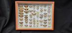 Palearctique Moths / Butterflies ex COLLET Belgium, Nieuw