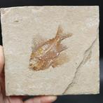 Zeldzame prachtige vis - Gefossiliseerd dier - Ctenothrissa