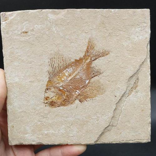 Zeldzame prachtige vis - Gefossiliseerd dier - Ctenothrissa, Verzamelen, Mineralen en Fossielen