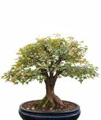 Drietand Esdoorn (Acer Buergerianum) - Hoogte (boom): 60 cm