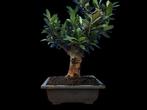 Olijf bonsai (Olea europaea) - Hoogte (boom): 28 cm - Diepte