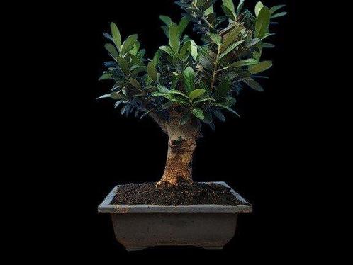 Olijf bonsai (Olea europaea) - Hoogte (boom): 28 cm - Diepte, Antiek en Kunst, Curiosa en Brocante