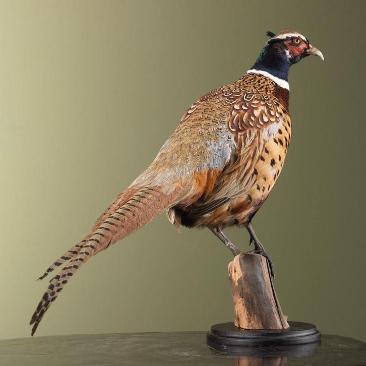 Fazant Taxidermie Opgezette Dieren By Max, Verzamelen, Dierenverzamelingen, Opgezet dier, Nieuw, Vogel, Ophalen of Verzenden