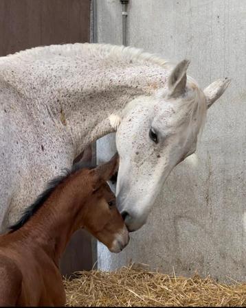 Opfok veulen t/m driejarige, uw paard vanuit huis bekijken!