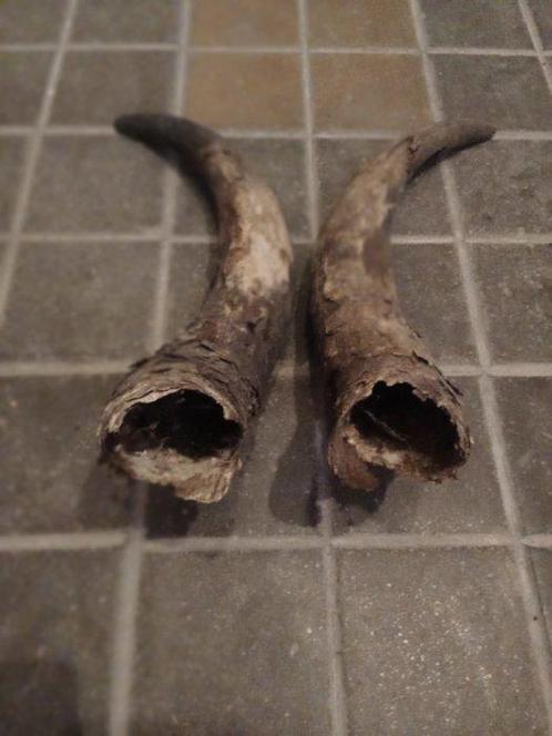 Runderschenkel Hoorns - Bos Taurus - 33 cm - 32 cm - 6 cm, Verzamelen, Dierenverzamelingen